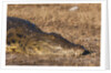 Nile Crocodile (Crocodylus niloticus) by Anonymous