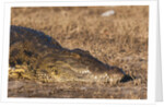 Nile Crocodile (Crocodylus niloticus) by Anonymous