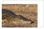 Nile Crocodile (Crocodylus niloticus) by Anonymous