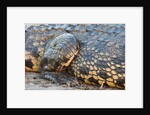 Nile Crocodile (Crocodylus niloticus) by Anonymous