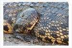 Nile Crocodile (Crocodylus niloticus) by Anonymous