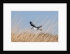 Pied Kingfisher (Ceryle rudis) by Anonymous