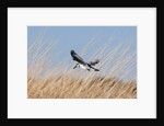 Pied Kingfisher (Ceryle rudis) by Anonymous