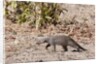Banded Mongoose (Mungos mungo) by Anonymous