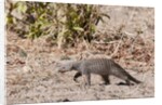 Banded Mongoose (Mungos mungo) by Anonymous