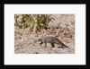 Banded Mongoose (Mungos mungo) by Anonymous