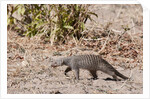 Banded Mongoose (Mungos mungo) by Anonymous