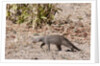 Banded Mongoose (Mungos mungo) by Anonymous