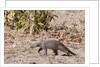 Banded Mongoose (Mungos mungo) by Anonymous