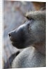Chacma Baboon (Papio cynocephalus) by Anonymous