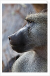 Chacma Baboon (Papio cynocephalus) by Anonymous