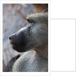 Chacma Baboon (Papio cynocephalus) by Anonymous