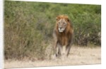 Lion (Panthera leo) by Anonymous