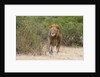 Lion (Panthera leo) by Anonymous
