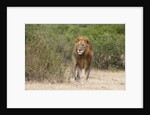 Lion (Panthera leo) by Anonymous