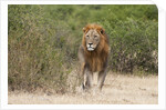 Lion (Panthera leo) by Anonymous