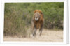 Lion (Panthera leo) by Anonymous
