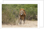 Lion (Panthera leo) by Anonymous