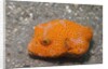 Star Puffer-juvenile by Anonymous