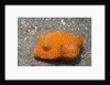 Star Puffer-juvenile by Anonymous