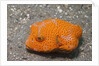 Star Puffer-juvenile by Anonymous
