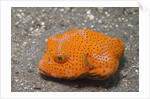 Star Puffer-juvenile by Anonymous
