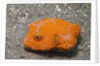 Star Puffer-juvenile by Anonymous