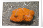 Star Puffer-juvenile by Anonymous