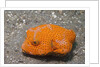 Star Puffer-juvenile by Anonymous