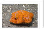 Star Puffer-juvenile by Anonymous