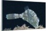 Strapweed Filefish by Anonymous