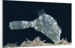 Strapweed Filefish by Anonymous