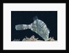 Strapweed Filefish by Anonymous