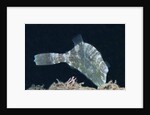 Strapweed Filefish by Anonymous