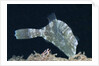 Strapweed Filefish by Anonymous