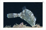 Strapweed Filefish by Anonymous