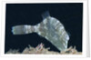 Strapweed Filefish by Anonymous