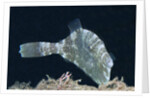 Strapweed Filefish by Anonymous