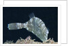 Strapweed Filefish by Anonymous