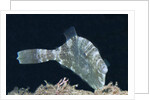 Strapweed Filefish by Anonymous