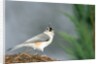 Tufted Titmouse by Anonymous