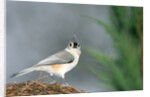 Tufted Titmouse by Anonymous