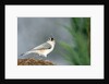Tufted Titmouse by Anonymous