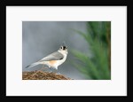 Tufted Titmouse by Anonymous