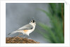 Tufted Titmouse by Anonymous