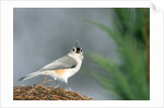 Tufted Titmouse by Anonymous