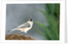 Tufted Titmouse by Anonymous