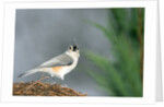 Tufted Titmouse by Anonymous