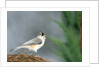 Tufted Titmouse by Anonymous