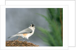 Tufted Titmouse by Anonymous